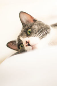 Close-up portrait of a cat