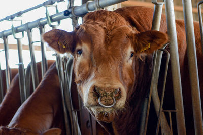 Close-up portrait of cow