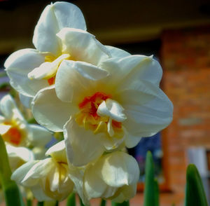 Close-up of yellow flower