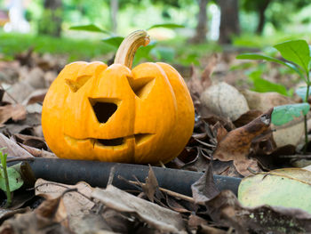 Close-up of pumpkin on field during autumn