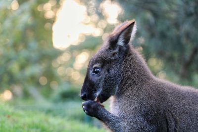 Close-up of horse