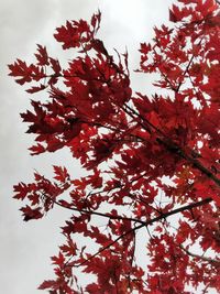 Low angle view of cherry blossom tree