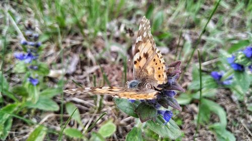 Close-up of butterfly pollinating on flower