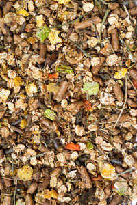 High angle view of dry leaves on field