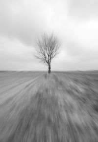 Bare tree on field against sky