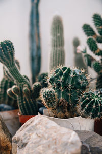 Close-up of prickly pear cactus