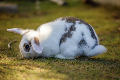 White cat lying on grass
