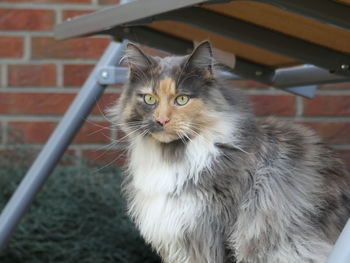 Close-up of cat looking away