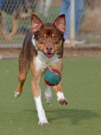 Portrait of dog