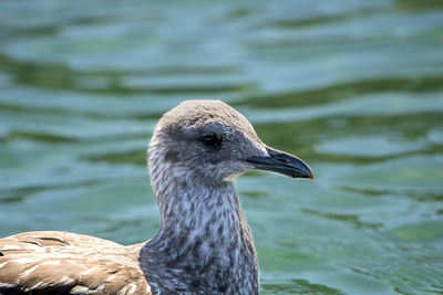 Close-up of seagull swimming in the sea