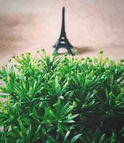 Close-up of fresh green plants
