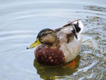 Close-up of duck swimming in lake