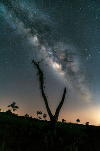 Silhouette tree against sky at night