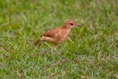 Close-up of a rufous hornero on grassy field