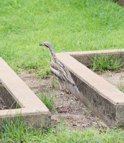 Side view of a bird on land