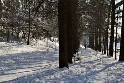 Trees on snow covered land