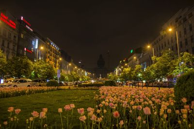 Flowers in city at night