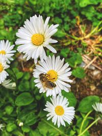 Close-up of white daisy flowers