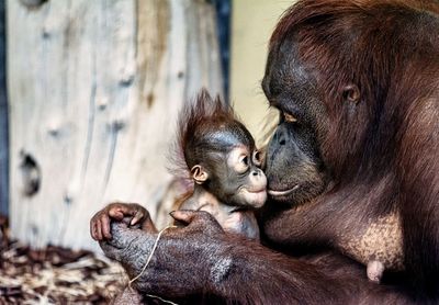 Close-up of orang utan cub with her mother