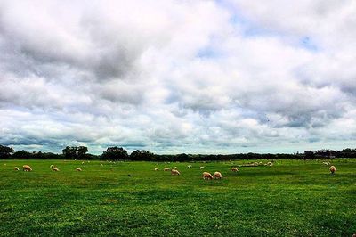 Cows grazing on grassy field against cloudy sky