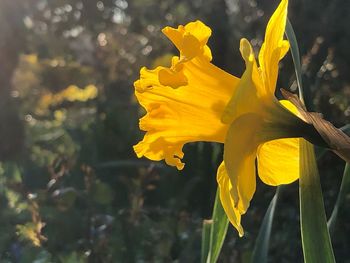 Close-up of yellow daffodil flowers