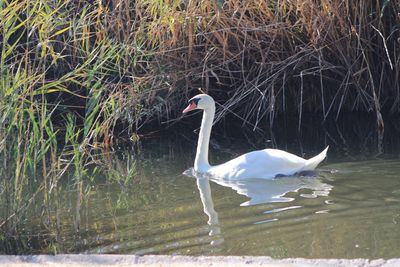 Swan swimming in lake