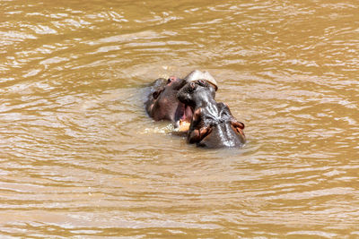 View of crab in river