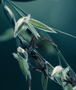 Close-up of leaves on plant