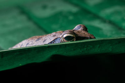 Close-up of frog on leaf