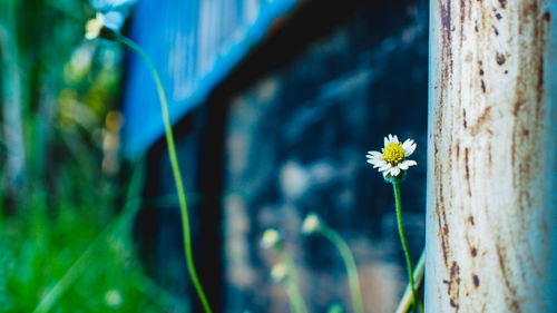 Close-up of flowers against blurred background