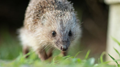 Close-up portrait of a hedgehog