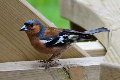 Close-up of bird perching on wooden railing