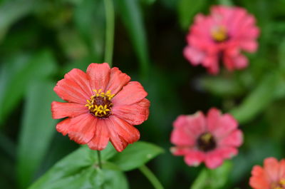 Close-up of pink flowering plants