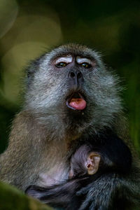 Close-up of monkey