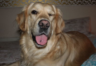 Close-up portrait of dog sticking out tongue at home