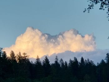 Low angle view of silhouette trees against sky during sunset