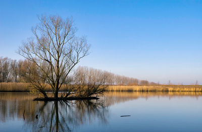 Scenic view of lake against clear sky