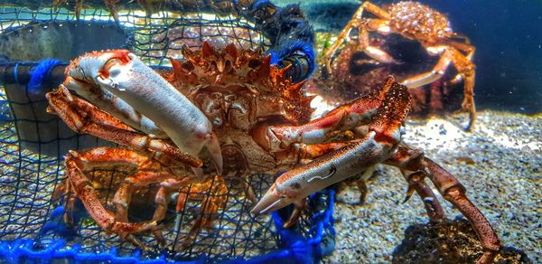 Close-up of crab in sea