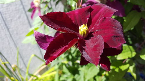 Close-up of pink flower