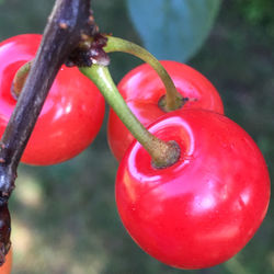 Close-up of red berries on tree