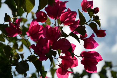 Close-up of pink flowering plants