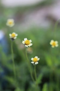 Close-up of white flowering plant