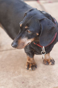 Close-up of dog