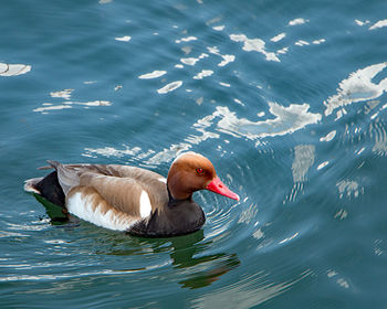 Duck swimming in lake
