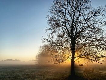 Bare tree on field against sky during winter