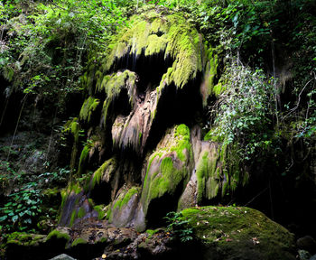 Moss covered rocks in forest