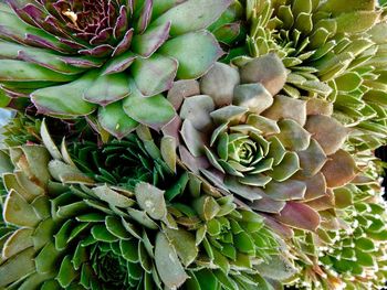 Close-up of succulent plant