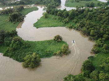 High angle view of horse amidst plants