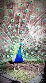 peacock