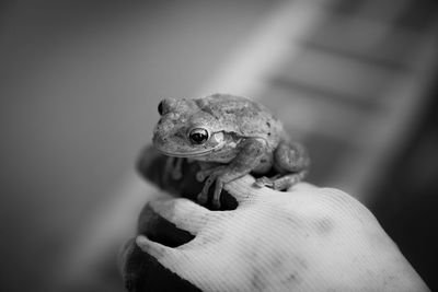 Close-up of an animal